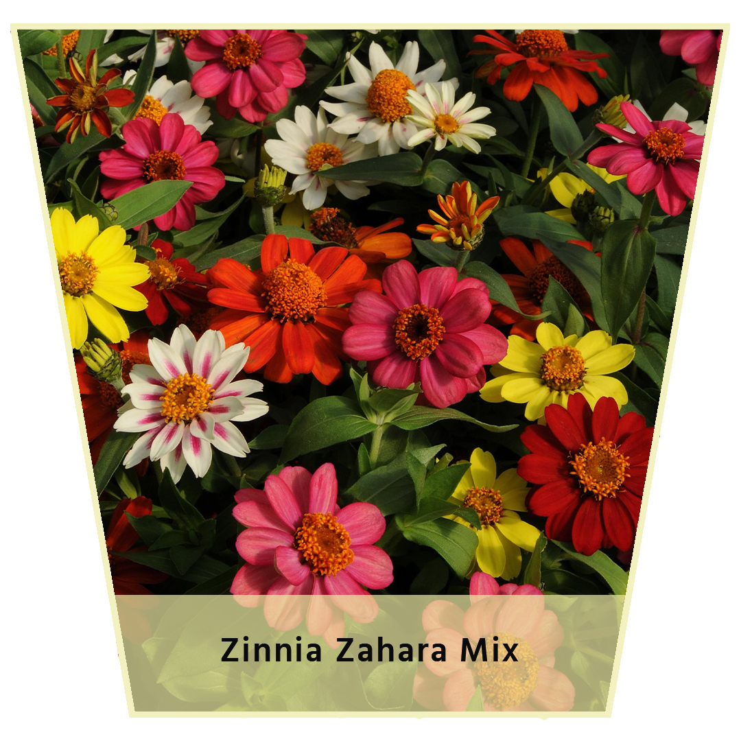 Zinnia Zahara Mix